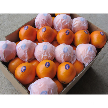 Exportando China Orange (SML)